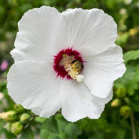 Garteneibisch Red Heart Hibiscus Syriacus Red Heart