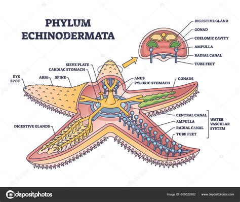 Phylum Echinodermata Starfish Anatomy Inner Structure Outline Diagram