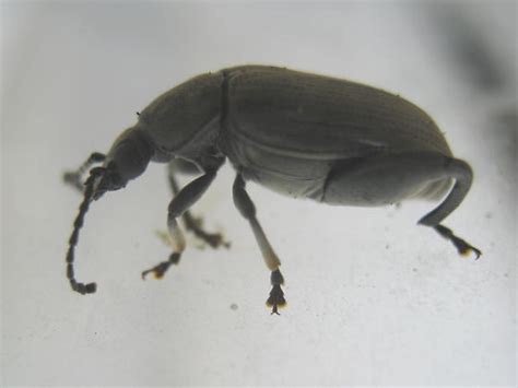 Coconut Borer Pachymerus Nucleorum Bugguidenet