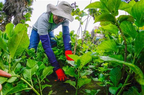 84 Puntos De La Ciudad Reciben Mantenimiento Y Embellecimiento Por