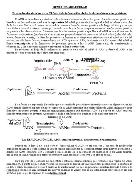 Tema 10 Transcripción Traducción Pdf Traducción Biología Codigo Genetico