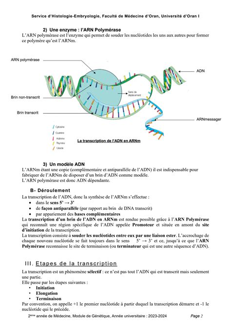 SOLUTION 6 Transcription Studypool