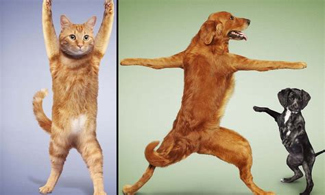 The Ruff Guide To Yoga Cats And Dogs Rounded Up From Animal Rescue