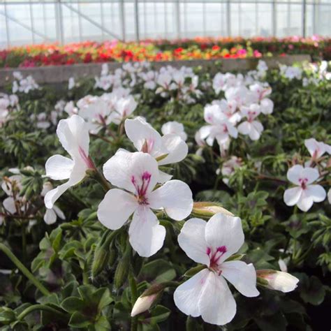 Acheter Geranium Lierre Rainbow Blanc Et Autres Plantes Sur Coclicoh