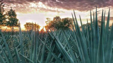 Bacanora La Bebida Tradicional Del Estado De Sonora Noro