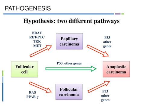 Ppt Undifferentiated Thyroid Carcinoma Powerpoint Presentation Free