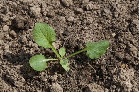 Nipplewort Weed Control Bayer Crop Science New Zealand