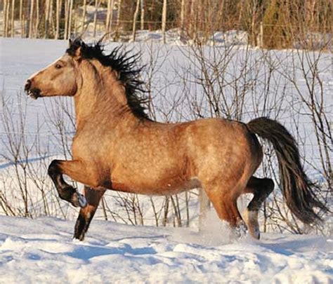 Buckskin Welsh Pony Of Cob Type Section C Stallion Pasadena Dunoh