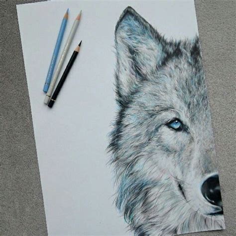 Pencil Drawing Of Wolf Face