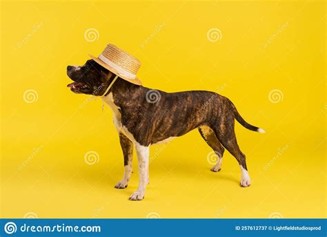 Purebred Staffordshire Bull Terrier In Stylish Stock Image Image Of