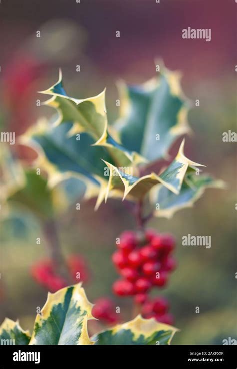 Variegated Holly With Berries In Winter Stock Photo Alamy