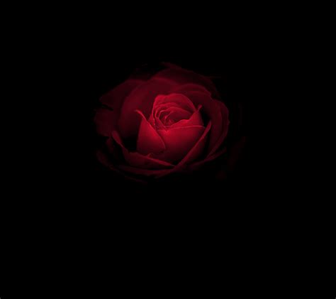 Dark Red Roses Wallpapers - Top Free Dark Red Roses Backgrounds ...