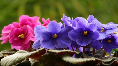 13 Dicas Para Cuidar Das Violetas PlantaSonya O Seu Blog Sobre