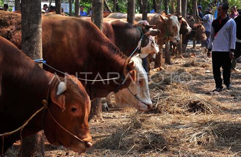 KONTES TERNAK SAPI ANTARA Foto