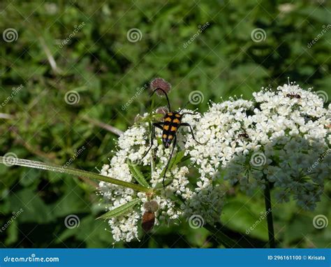 Leptura Quadrifasciata Royalty Free Stock Image Cartoondealer