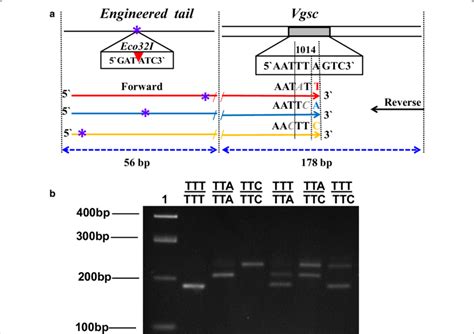 Allele Specific PCR AS PCR For Genotyping Tri Allelic Vgsc L1014F