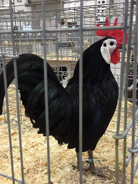 White Faced Black Spanish Bantams Cackle Hatchery