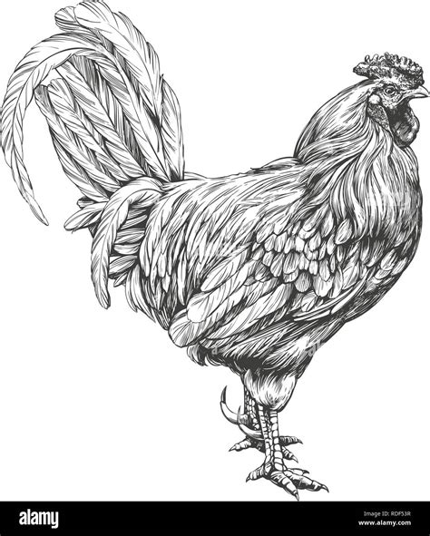 Chicken Pencil Drawing A Step By Step Guide For Beginners