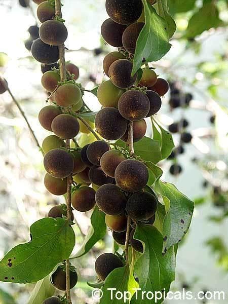 Plantfiles Pictures Ceylon Gooseberry Ketembilla Dovyalis Hebecarpa