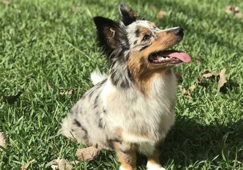 34 Cutest Corgi Mixes That Ll Melt Your Heart