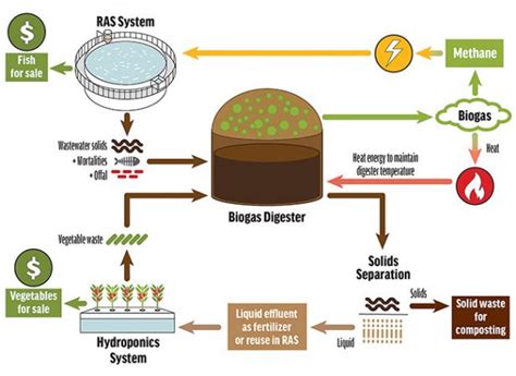 Exploring Anaerobic Digestion For Waste Management In Ras Hatchery