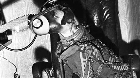 Conoce La Historia De Laika La Perrita Que Fue Enviada A Morir Al