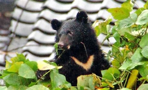 神戸新聞next｜芦屋にツキノワグマ出没 体長1・5m、近隣でも目撃情報