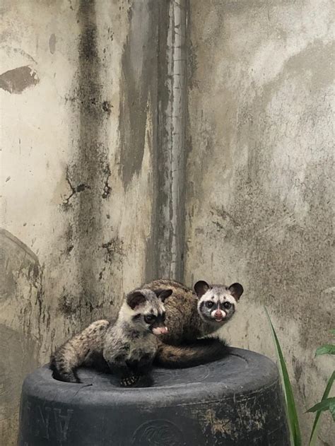 Musang Pandan Hewan Musang Lucu