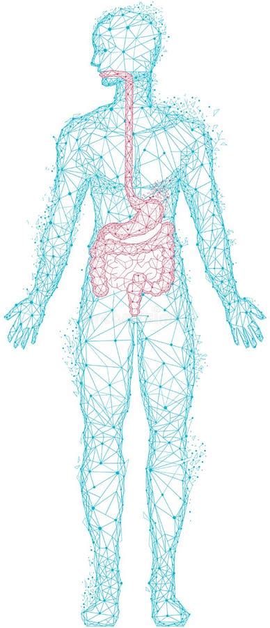 Cuerpo Humano Poligonal Con Estómago E Intestino Rojos Tratamiento De