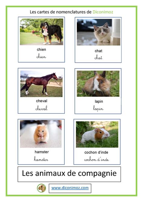 Cartes Nomenclature Animaux Dictionnaire Des Animaux