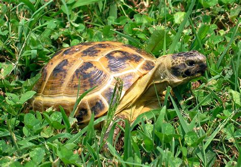 Trabajar en el zoo Hibernación de las tortugas terrestres