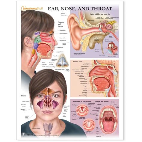 Ear Nose Throat Diagram Anatomy Throat Ear Nose Nasopharynge