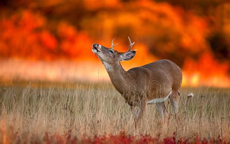 Deer Full Hd Wallpaper And Background Image 1920x1200 Id523579