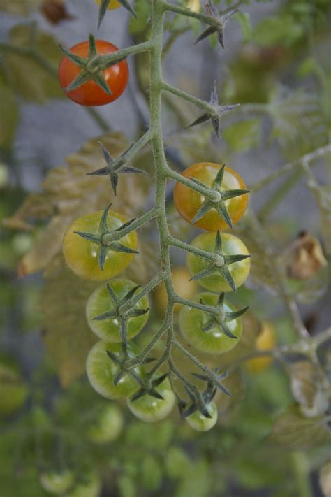 Fotos Gratis Naturaleza Rama Hoja Maduro Comida Verde Rojo