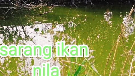 Amazing Spot Sarang Ikan Nila YouTube