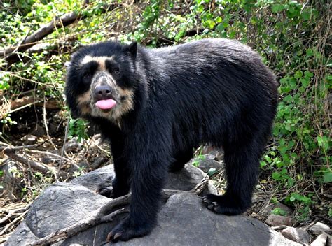 Spectacled Bear Wallpapers - Wallpaper Cave