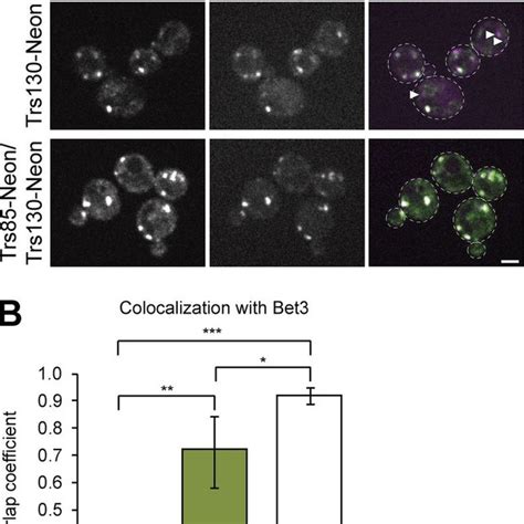 Trappii And Trappiii Are The Only Trapp Complexes Detected In Yeast Download Scientific Diagram