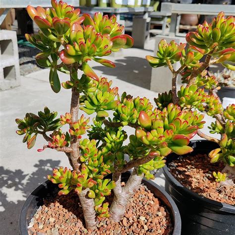 Crassula “hobbit”