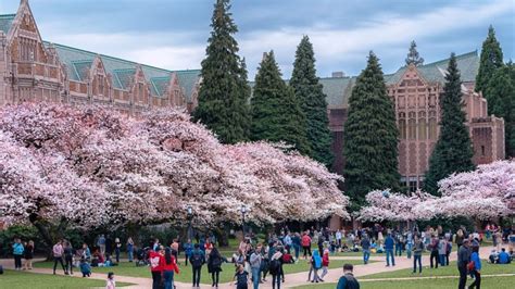 Cherry Blossoms In Seattles University Of Washington 美國華盛頓大學櫻花 Youtube