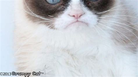 Grumpy Cat El Gato Malhumorado Cumpli A Os