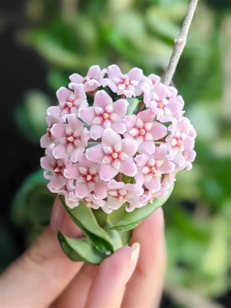 How To Get A Hoya To Bloom My Tips For Encouraging Flowering Hoya