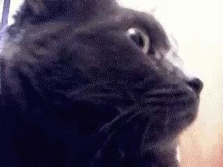 Cat Surprised GIF - Cat Surprised - Discover & Share GIFs