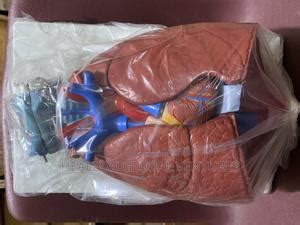 Larynx Heart And Lungs Model In Lagos Island Eko Medical Supplies