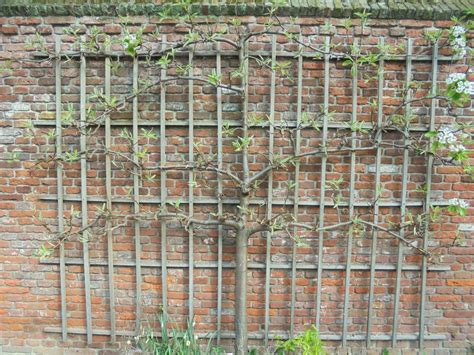 Pyrus communis var sativa Beurré Hardy Leipeer Common pear