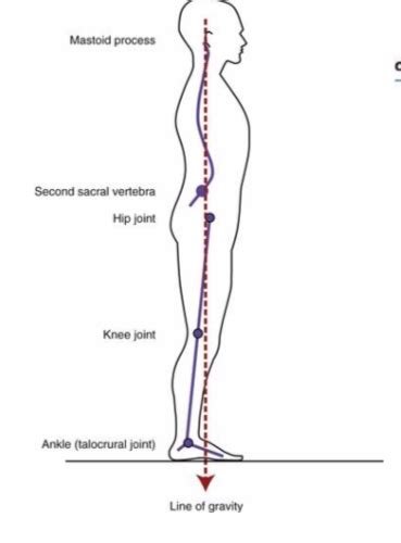 Ch. 4 Body Mechanics; Posture and Lifting Techniques Flashcards | Quizlet