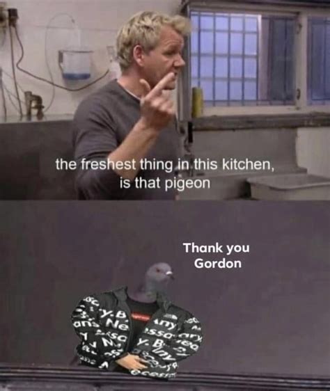 The Freshest Thing In This Kitchen Is That Pigeon Thank You Gordon Re