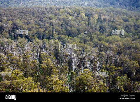 Reife Karri Wald Eukalyptus Diversicolor An Den H Ngen Des Mt Frankland