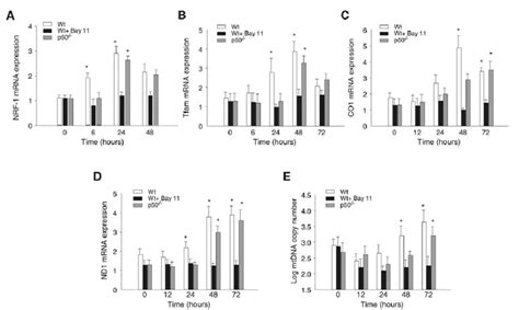 Nf B Dependent Activation Of Nrf And Downstream Nrf Target Gene