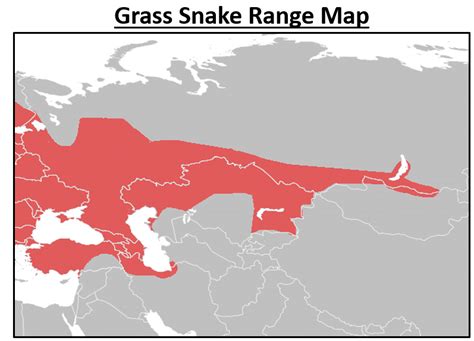 8 COMMON Types Of Snakes Found In Mongolia 2023 Bird Watching HQ