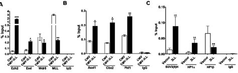 9 Ac Effect Of Dnmt3l Dmc On The Interaction Between Cmv Promoter